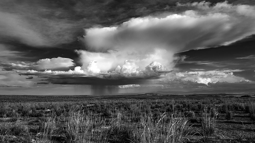 DSC 2329-bw