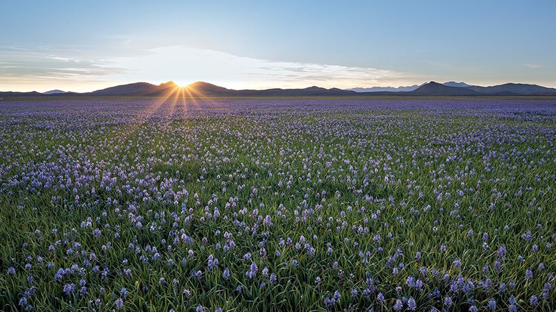 Landscape gallery